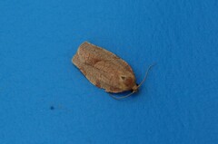 Aphelia alleniana