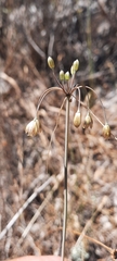 Allium oporinanthum