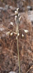 Allium oporinanthum