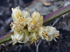 Cuscuta chinensis
