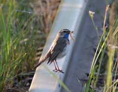 Luscinia svecica