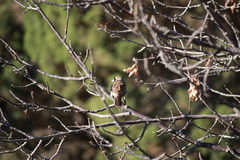 Chondestes grammacus