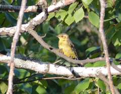 Motacilla citreola