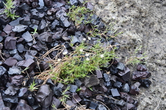 Stellaria peduncularis