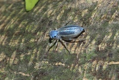 Phintella debilis