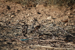 Chondestes grammacus