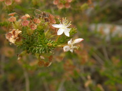 Calytrix involucrata