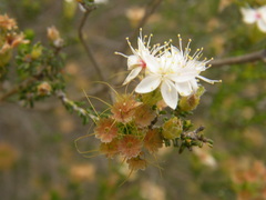 Calytrix involucrata