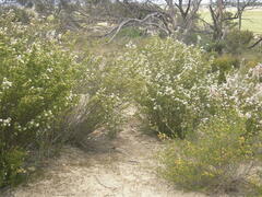 Calytrix involucrata
