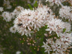 Calytrix involucrata