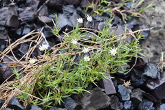 Stellaria peduncularis