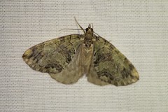Hydriomena renunciata