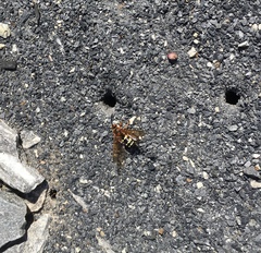 Sphecius speciosus