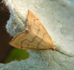 Anania crocealis