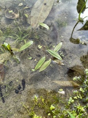 Potamogeton octandrus