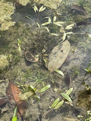 Potamogeton octandrus