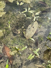 Potamogeton octandrus