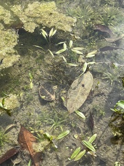 Potamogeton octandrus