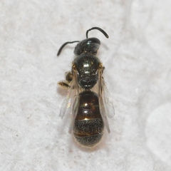 Lasioglossum illinoense