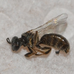Lasioglossum illinoense