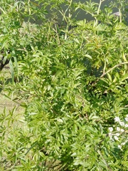 Cicuta virosa