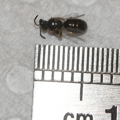 Lasioglossum illinoense