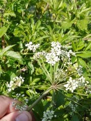 Cicuta virosa