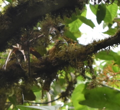 Anabacerthia variegaticeps