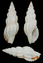 Pseudodaphnella