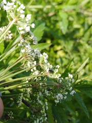 Cicuta virosa