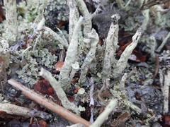 Cladonia cenotea