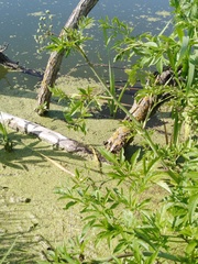 Cicuta virosa