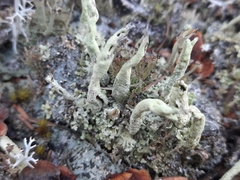Cladonia cenotea