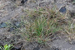 Festuca auriculata