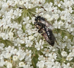 Hylaeus variegatus