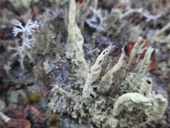 Cladonia cenotea