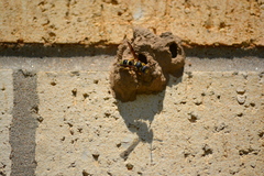 Ancistrocerus lutonidus