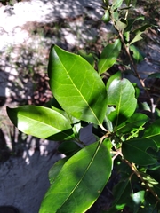 Ilex coriacea