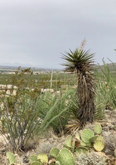 Yucca treculiana