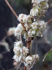 Cuscuta chinensis