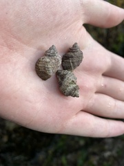 Nucella canaliculata