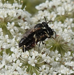 Hylaeus variegatus