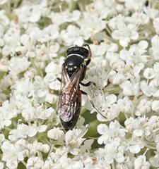 Hylaeus variegatus