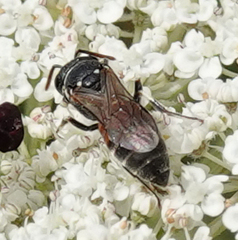 Hylaeus variegatus
