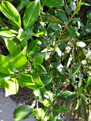 Ilex coriacea