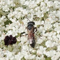 Hylaeus variegatus