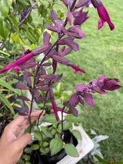 Salvia buchananii