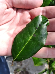 Ilex coriacea