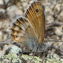 Coenonympha dorus