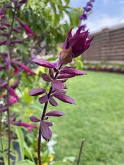 Salvia buchananii